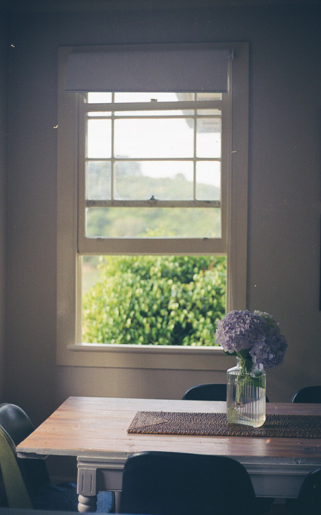 Kaeo Beach House Hydrangeas (by ondressingup)