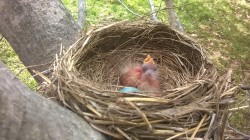 Found these babies in my in laws’ backyard. I named them Lucky and Penny :)Source