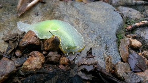 onenicebugperday:Puerto Rican semi-slug, Gaeotis flavolineata, Amphibulimidae Semi-slugs are land ga