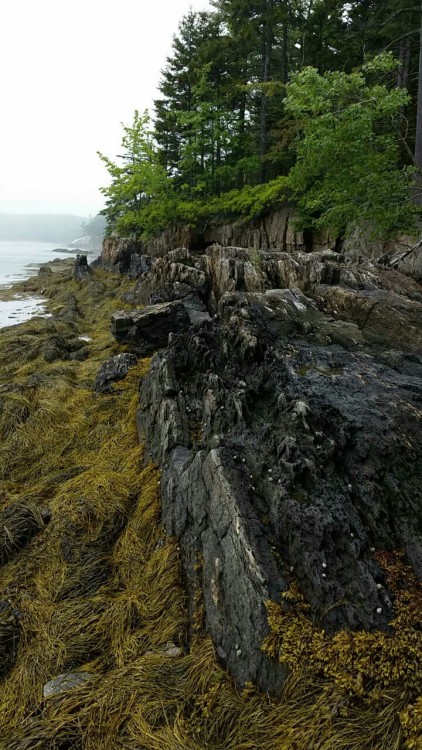just-call-me-adventurous:Maine, USALook at the vertical foliation on those rocks - metamorphic rocks