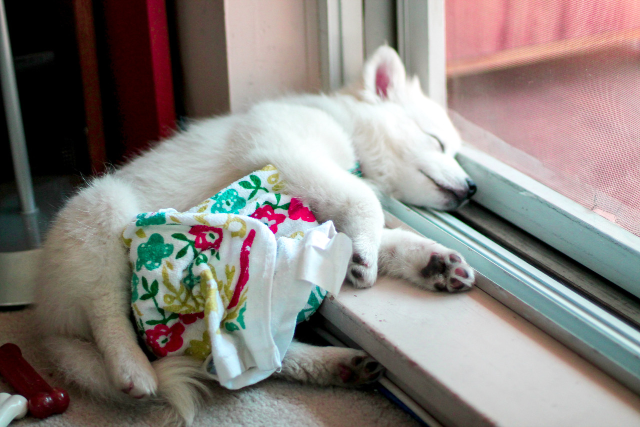 luna-von-duckbutt:  Summer is too hot for Luna, she won’t nap during the day without