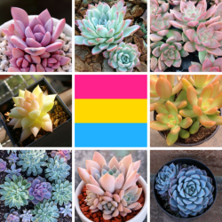 lgbt-mood:  Pansexual with succulents themes