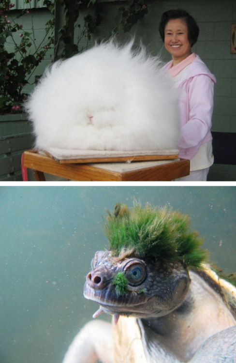 tastefullyoffensive:  Animals with Fabulous Hair [boredpanda]Previously: Animals in Complete Astonishment
