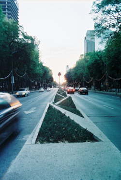 mrrrrr:  Reforma Avenue (by Mister Molacho)