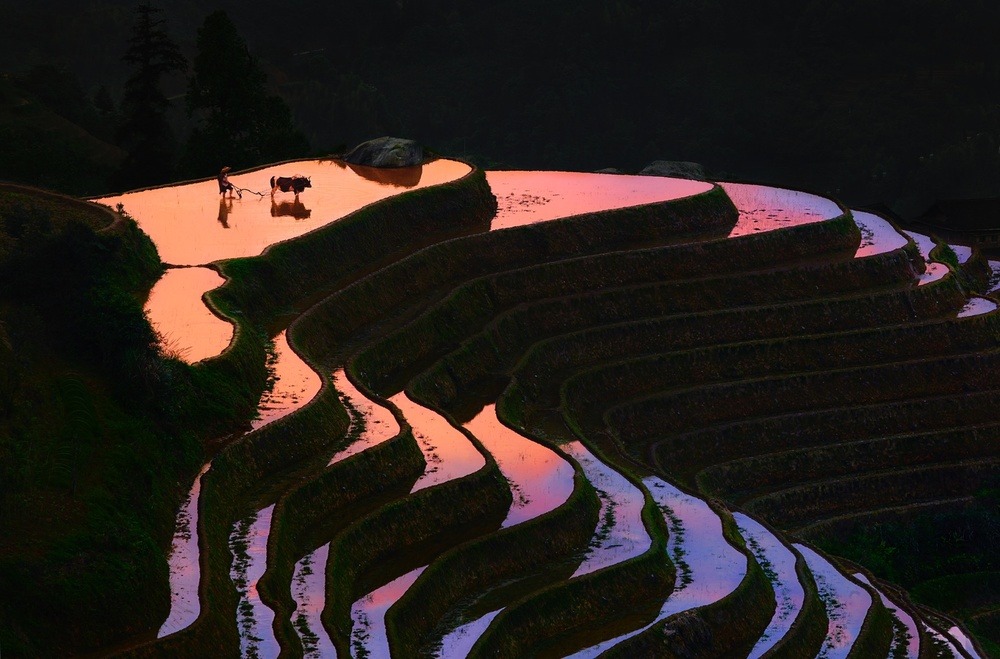 archatlas:    Beauty Paddy of China Thierry BornierThe Hani Rice Terraces, covering