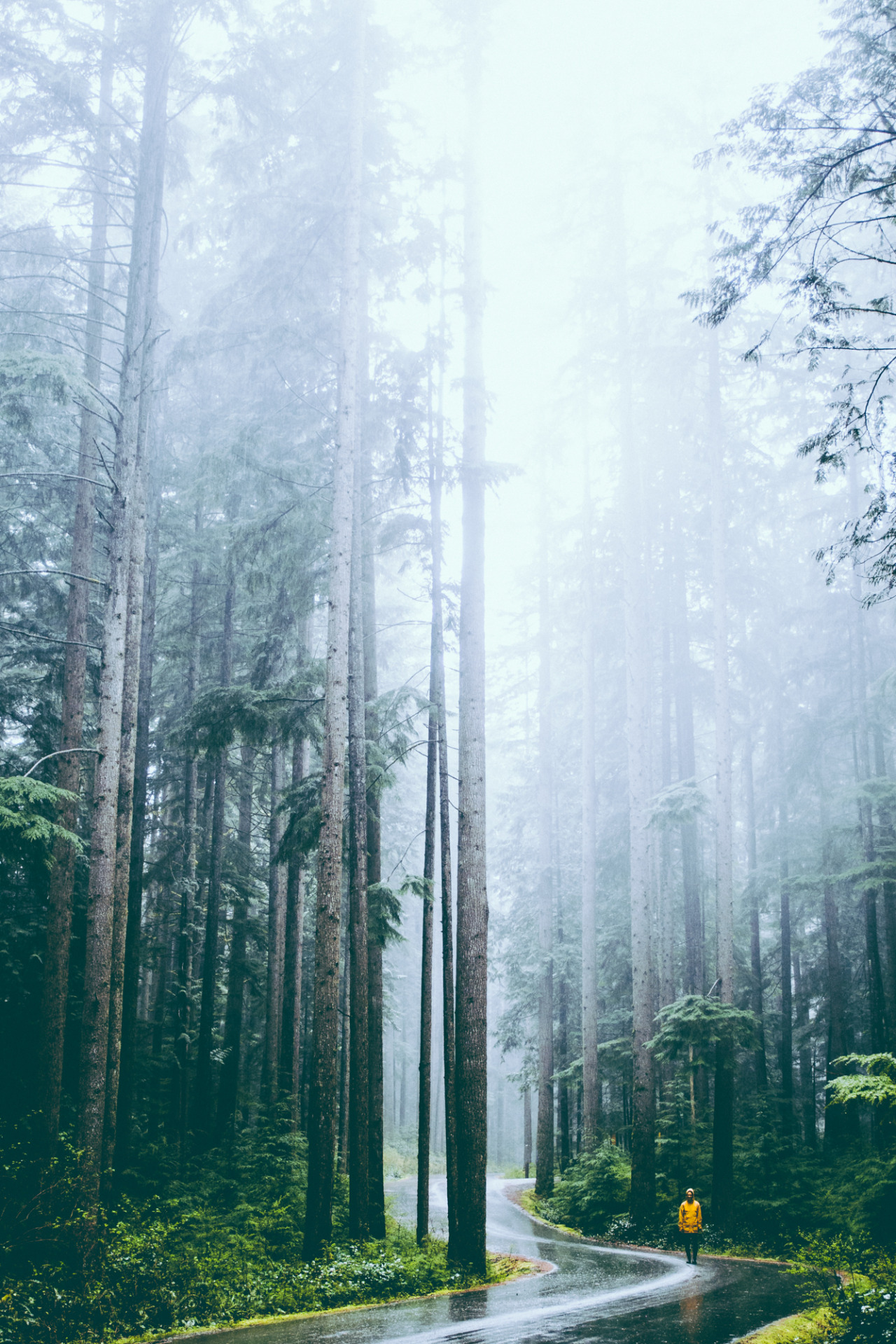 nelsonmouellic:  ☁️🌲🌲🌲☁️