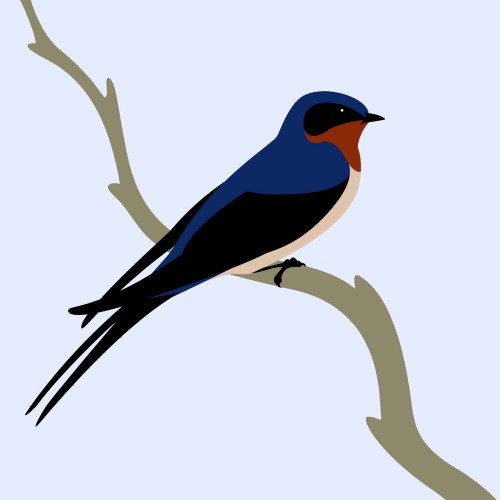 Barn Swallow