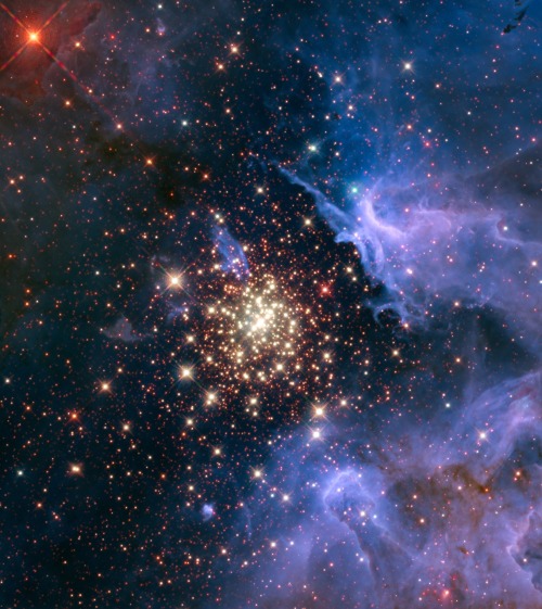 astronomicalwonders: Celestial Fireworks in the Starburst Cluster &ldquo;Like a July 4 fireworks