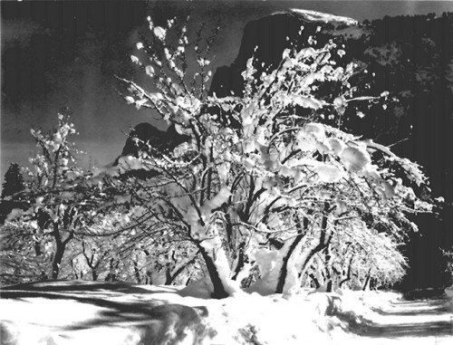 “Half Dome, Apple Orchard, Yosemite.”  Photo taken by Ansel Adamsin 1941.