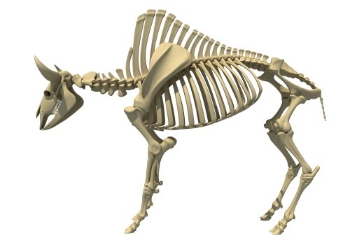 glumshoe:quirkelly: glumshoe: camel skeleton vs bison skeleton Why is it always “vs”Why cant they ju