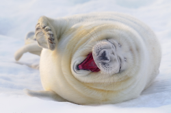 nubbsgalore:ROTFL seals. photos by (click pic) saqopakajmer, hinrich basemann, robert harding, david remney, veronica craft, anthony marston, kasia nowak and andrew yu  (what did the injured seal say to the polar bear? “do not consume if seal