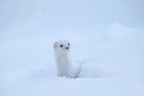 animal-addiction-love:Japanese netizens shot a group of big shots in the snow for