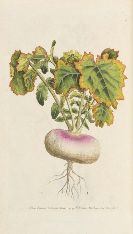 From: Martyn, Thomas, 1735-1825. Flora rustica. London : F.P. Nodder, 1792-1794SB108.G7 M37 1792