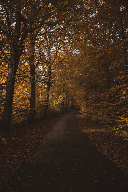 carpe-noctvm: Autumn walk / October, DenmarkInstagram