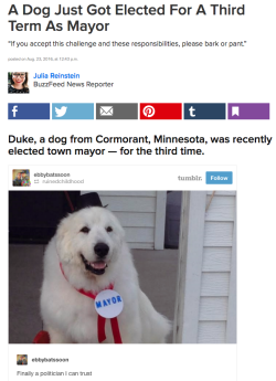 buzzfeed:  The 9-year-old Great Pyrenees