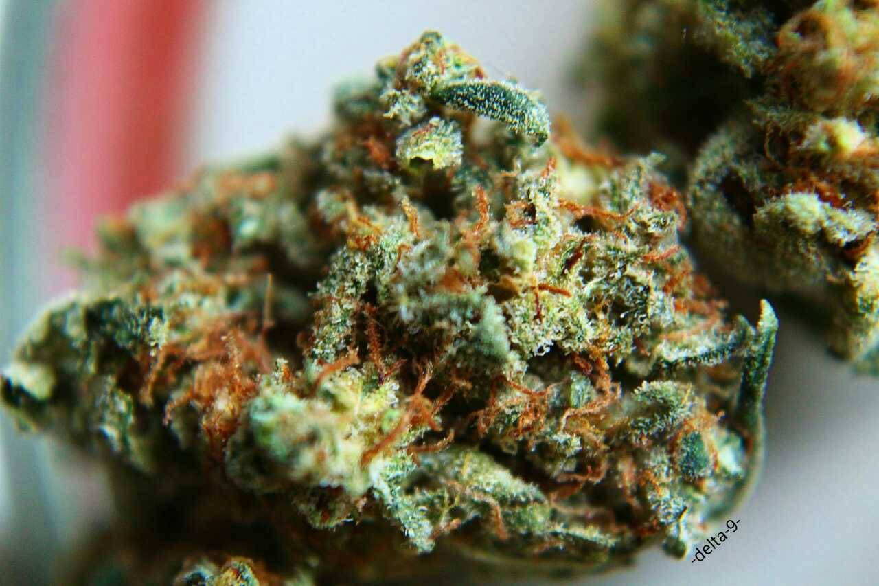 -delta-9-:  Macro shots of my current medication.