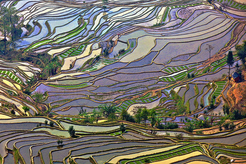 awkwardsituationist:  the remote and little known rice terraces of yuanyang county