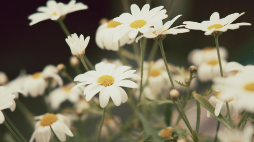 drxgonfly:  Stages of life (by Trgrm Klnd)