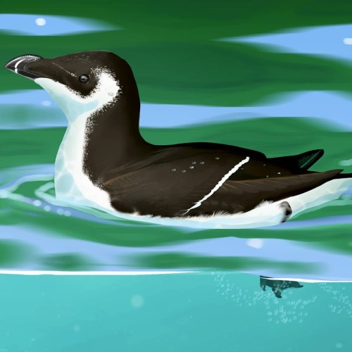 Wintering razorbill from some years ago. Another version was part of several products for the Prof. 