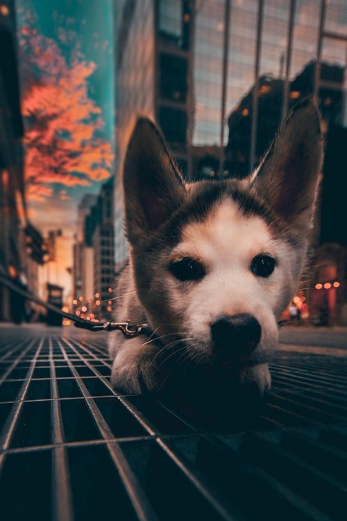 alecsgrg: Puppy love | ( by Yeshi Kangrang )