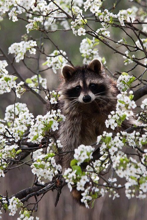 amymylove:  This is not a “Pest” we have taken over their habitat. You don’t