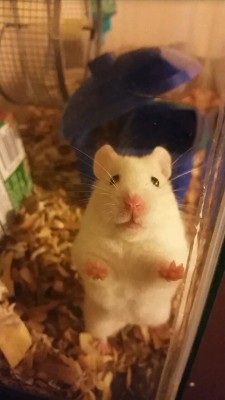 badlydrawneverything:  This is my hamster