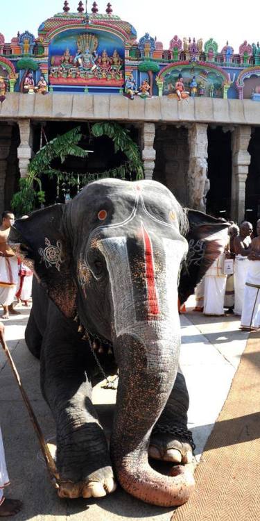 Elephant at Srirangam temple, Trichy, Tamil Nadu 