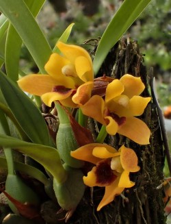 orchid-a-day: Maxillaria variabilis Syn,: