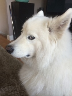 skookumthesamoyed: skookumthesamoyed:  Skookum’s had enough of your bullshit  JUST KIDDING HE LOVES YOU! 