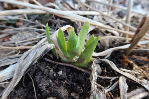  Iris germanica — German iris 