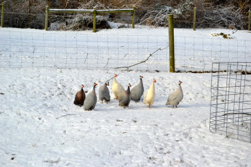 Guineas in the snow.