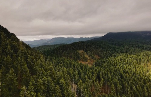 justapplyyourself:Wind Mountain Trail. Stevenson, Washington.