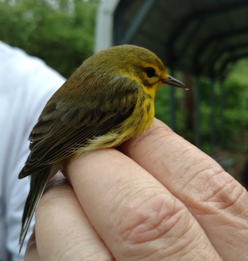 Lots of yellow at the banding station this morning! Warblers are just starting to arrive in force, a