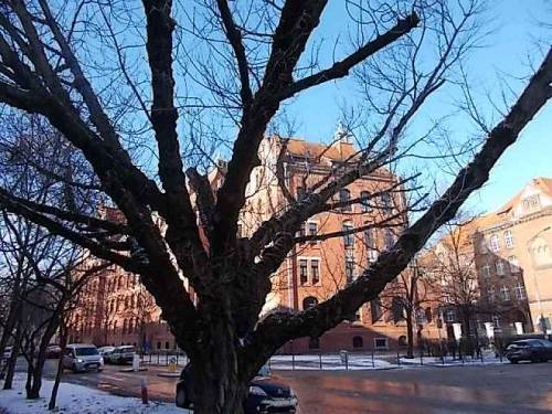 Trees in Wroclaw-Krzyki, Poland (Winter 2021).