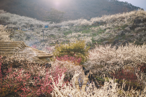 2022-03-19Blue Plum FarmCanon EOS R6 + RF50mm f1.8 STMInstagram  |  hwantastic79vivid