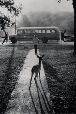 nevver:  The pet fawn of Brad Curry of Galesburg, Michigan, watches him depart from home every morning on his schoolbus. (1960)