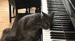 maniacmagic:  vast-fantasies:  bad-wolf-no-more:  bloodofthorns1298:  -MUSIC INTENSIFIES-  ting ting ting tingtingtingtingTINGTINGTINGTINGTINGTING  Beethoven did this too, and he was a genius.  beethoven was not a cat 