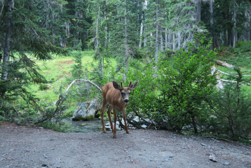 Olympic National Park by Mark Wetherington