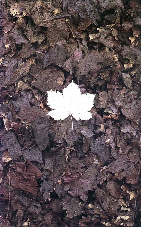 Andy Goldsworthy (British, b.1956) is a sculptor and photographer whose site-specific artworks direc