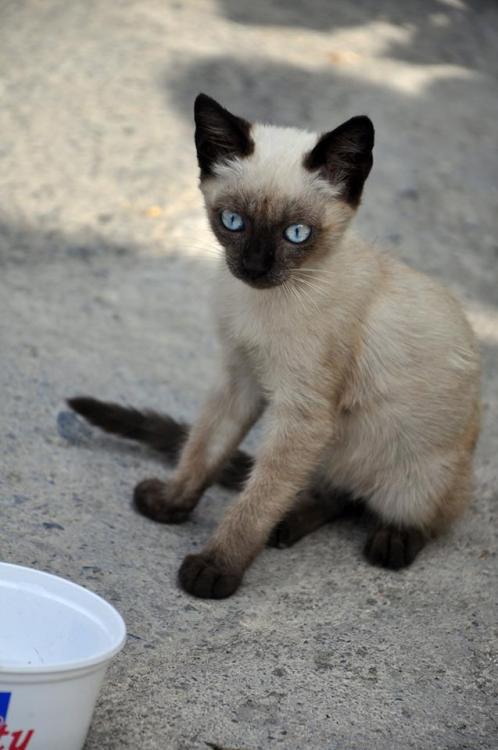 nimiana:cretan fluffs to bring some cuteness