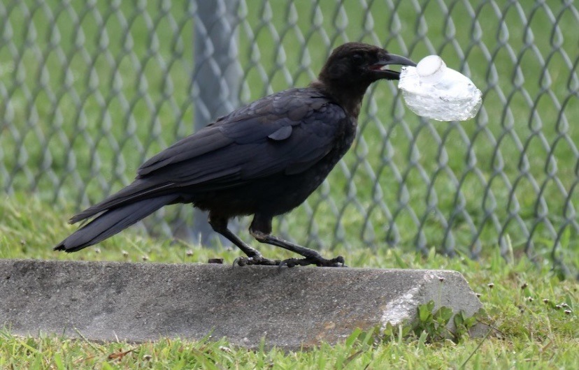 todaysbird:crows holding little objects in their beaks my beloved…