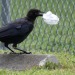 todaysbird:crows holding little objects in their beaks my beloved…