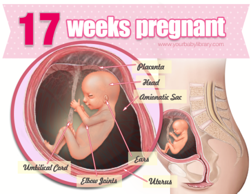 You’re now 17 weeks pregnant and every week that baby inside of you is growing more and becomi
