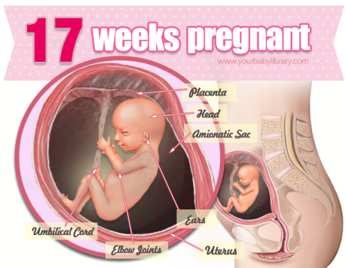 You’re now 17 weeks pregnant and every week that baby inside of you is growing more and becoming mor