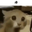 mwopmwop
