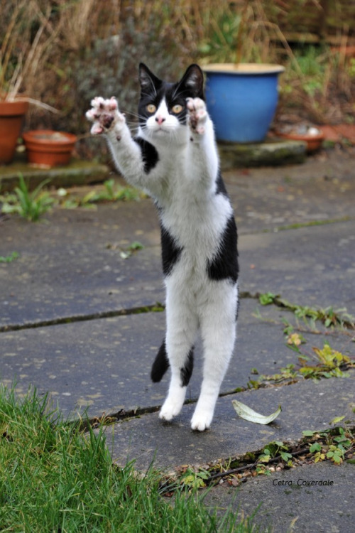 mostlycatsmostly:(by PhotoCet)