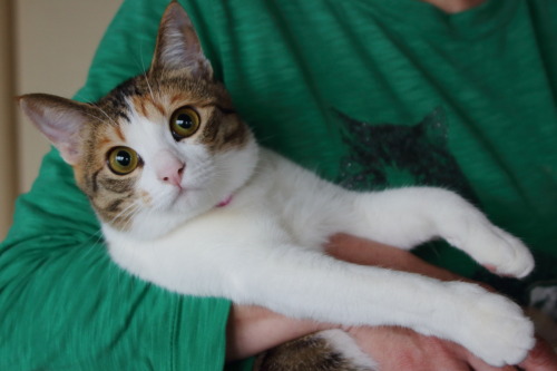 unknownicecream:  秋に成猫用の首輪に変えたのですが、鈴は付け替えて以前のものを引き続き使用しています。本当は首輪なんてない方がいいのだろうとは思いますが、とにかく活発でコンロやファンヒーターの近くも平気でウロウロする為事故防止の為に着けております(..)前は石油ストーブだったのですが彼女は天板に乗ったりしそうで危ないと家族全員の意見がまとまったため姉のボーナスでファンヒーターに…笑。
