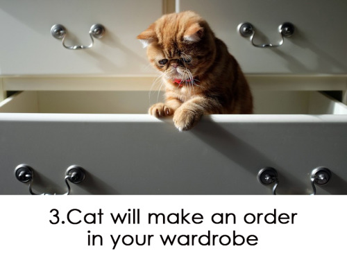 Hilarious! 30 ways to use your cat in household! Funny and ridiculous thing your cat can do for you!