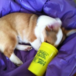 everydaydogpics:  Izzy, there is nothing left in that Pub Crawl cup!!! #corgi #corgipup #corgrats #corgidogs #corgilove #corgitown #corgination #corgicommunity #corgis_of_instagram #dog #dogthoughts #doggiedogdog #puppylove #petscorner #pembrokewelshcorgi