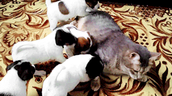 thefrogman:  Jack Russell puppies playing